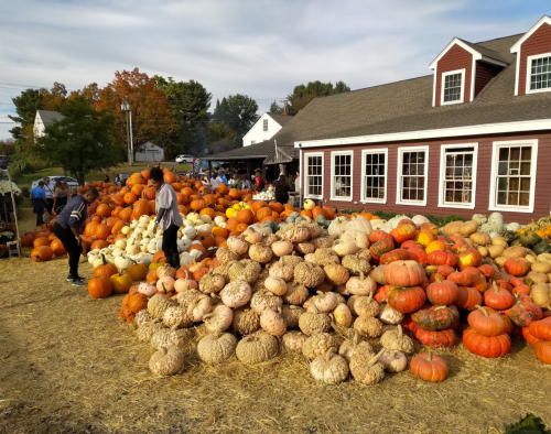 A large pile of various pumpkins in front of a red barn, with people browsing in a fall setting.
