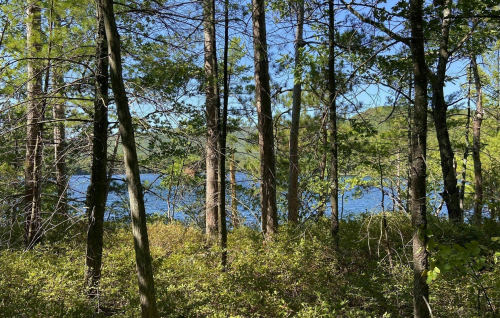 A serene view of a lake through trees, surrounded by lush greenery and a clear blue sky.