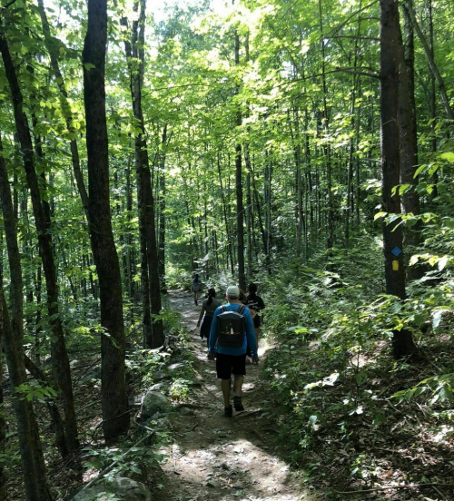 Hikers walking along a wooded trail surrounded by lush green trees and sunlight filtering through the leaves.