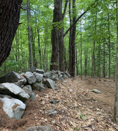 A rocky stone wall in a lush green forest with tall trees and scattered leaves on the ground.