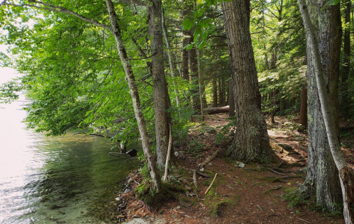 A serene forest path beside a clear lake, surrounded by tall trees and lush greenery.