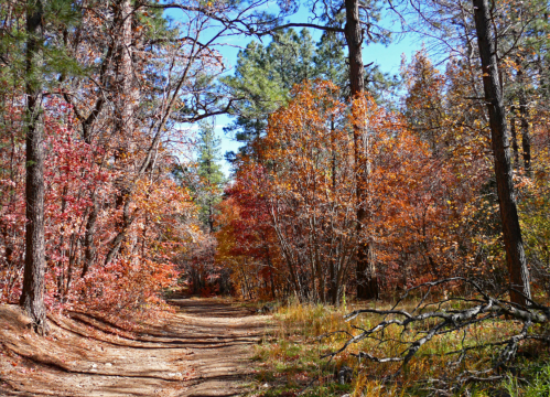 A winding dirt path through a vibrant forest with autumn foliage in shades of red, orange, and yellow under a clear blue sky.
