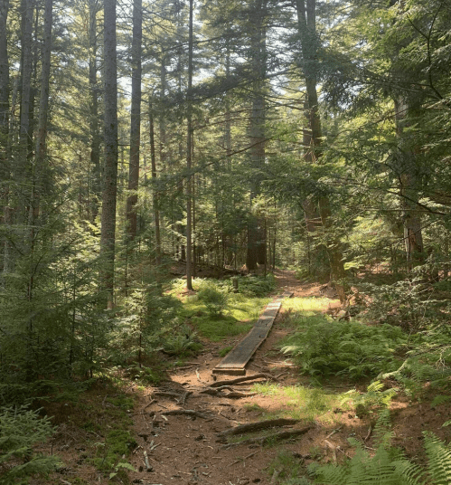 A serene forest path with a wooden boardwalk surrounded by tall trees and lush greenery. Sunlight filters through the leaves.
