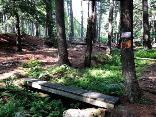 A wooden bridge in a forest, surrounded by ferns and tall trees, with a sign on a nearby tree.