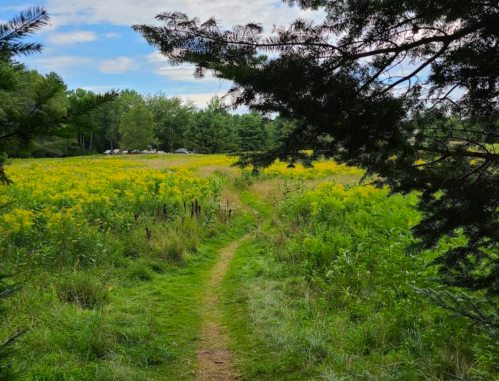 A winding dirt path through a vibrant field of yellow flowers, framed by trees under a blue sky.