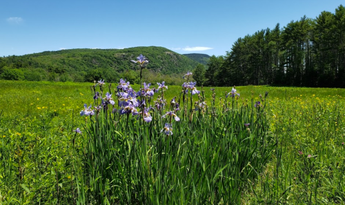 A vibrant field of wildflowers with purple irises in the foreground, set against a backdrop of green hills and blue sky.