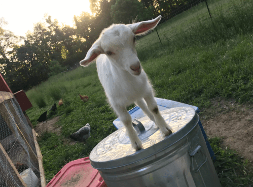 A young goat stands on a metal trash can, with a grassy field and chickens in the background during sunset.
