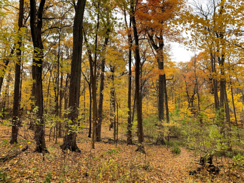 A serene forest scene with tall trees displaying vibrant autumn leaves in shades of orange and yellow.