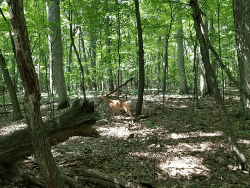 A deer stands in a sunlit forest, surrounded by trees and fallen logs, with dappled light filtering through the leaves.