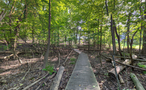 A wooden path winds through a lush green forest, surrounded by trees and fallen branches.