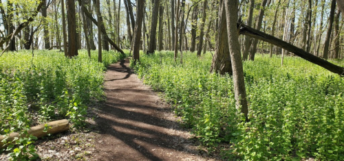 A winding dirt path through a lush green forest with tall trees and vibrant undergrowth.