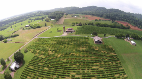 Aerial view of a lush vineyard surrounded by farmland and rolling hills under a cloudy sky.