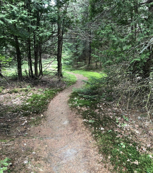 A winding dirt path through a lush, green forest surrounded by tall trees and underbrush.