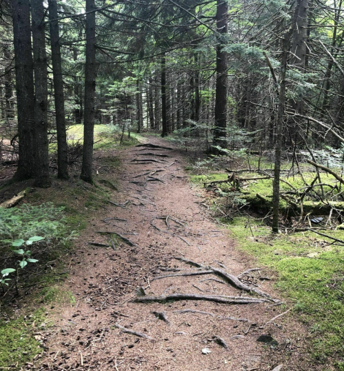 A winding dirt path through a dense forest, with exposed tree roots and lush greenery on either side.