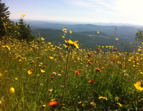 A vibrant meadow filled with yellow and red wildflowers, overlooking a scenic mountain landscape under a clear blue sky.