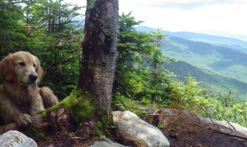 A golden retriever rests by a tree, overlooking a lush green mountain landscape under a cloudy sky.