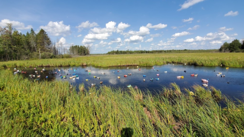 A serene wetland scene with colorful boats scattered on a calm water surface, surrounded by lush green grass and trees.