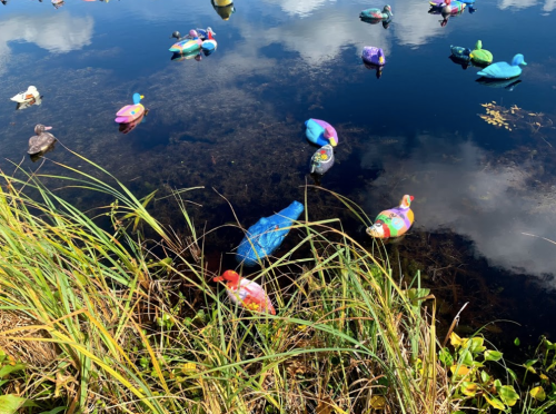 Colorful painted ducks and turtles float on a calm, reflective pond surrounded by tall grass and blue sky.