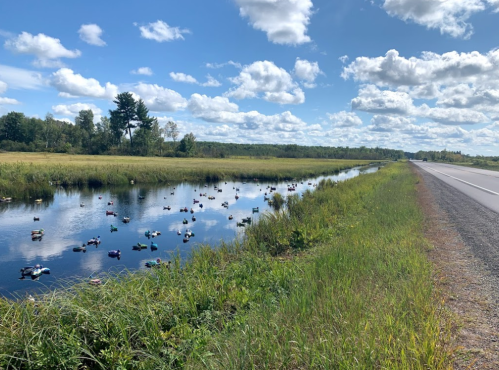 A scenic view of a highway alongside a calm waterway dotted with colorful decoy ducks and surrounded by lush greenery.