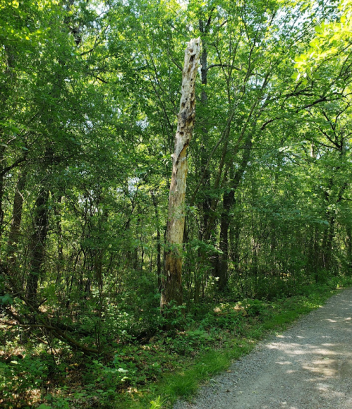 A tall, weathered tree trunk stands among lush green foliage along a gravel path in a forested area.
