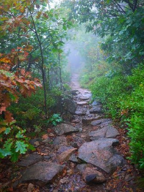 A misty forest path lined with rocks, surrounded by lush green foliage and autumn-colored leaves.
