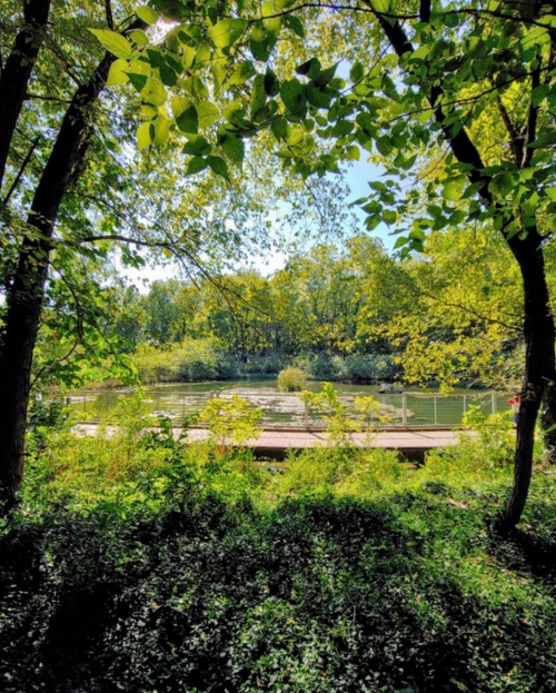 A serene view of a river surrounded by lush green trees and plants, with a wooden walkway in the foreground.
