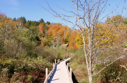 A wooden boardwalk leads through vibrant autumn foliage and trees under a clear blue sky.