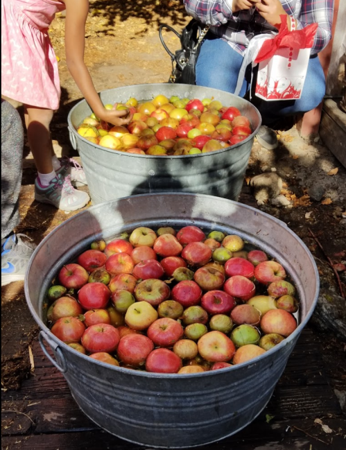 Two metal tubs filled with floating apples, with people sitting nearby in a sunny outdoor setting.