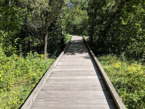 A wooden boardwalk winding through a lush green forest with trees and plants on either side.