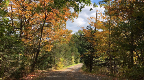 A scenic path through trees with vibrant autumn leaves in shades of orange and yellow under a partly cloudy sky.