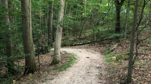 A winding dirt path through a lush green forest with trees and scattered leaves.