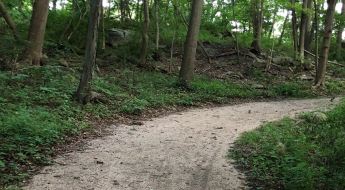 A winding gravel path through a lush green forest with trees and rocks in the background.