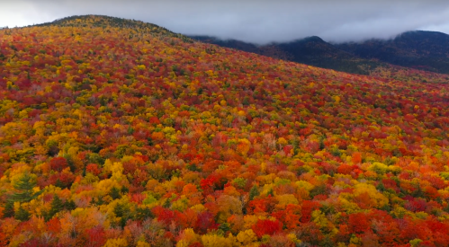 Aerial view of a vibrant autumn forest with trees in shades of red, orange, and yellow against a misty mountain backdrop.