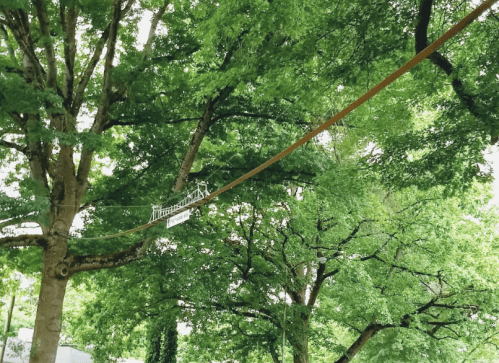 A zip line stretches between two trees, surrounded by lush green foliage.