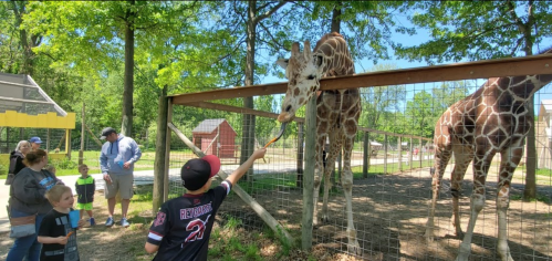 A child feeds a giraffe at a zoo while others watch, surrounded by trees and a fenced area.