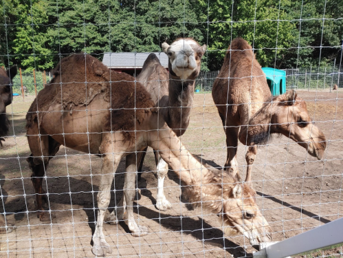 Three camels are seen behind a fence in a sunny enclosure, with greenery in the background.