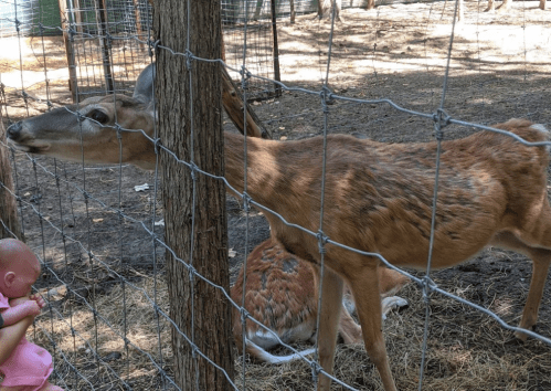 A deer stands near a fence in a wooded area, with a doll sitting on the ground nearby.