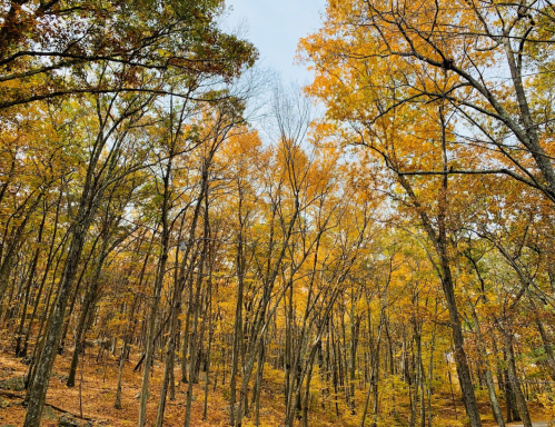 A forest scene with tall trees displaying vibrant autumn leaves in shades of yellow and orange against a clear sky.