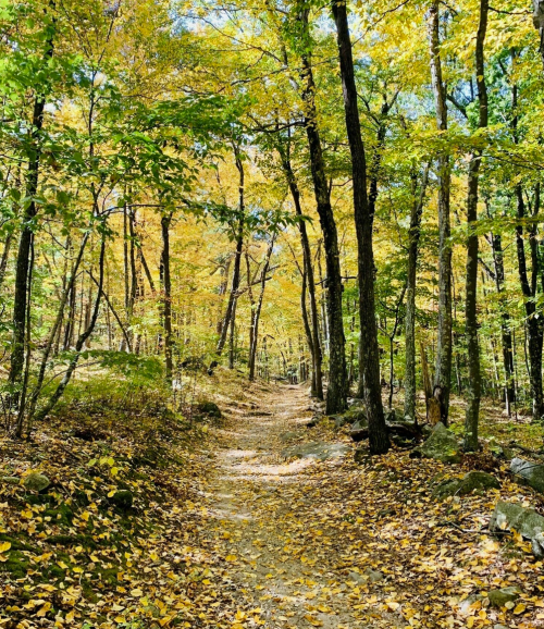 A serene forest path lined with trees displaying vibrant autumn foliage and a carpet of fallen leaves.