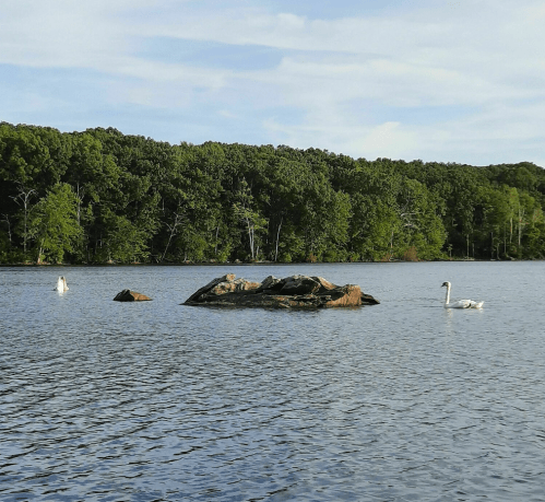 A serene lake scene with swans swimming near a rocky outcrop, surrounded by lush green trees.