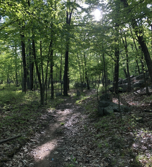A sunlit forest path winding through lush green trees and scattered rocks.