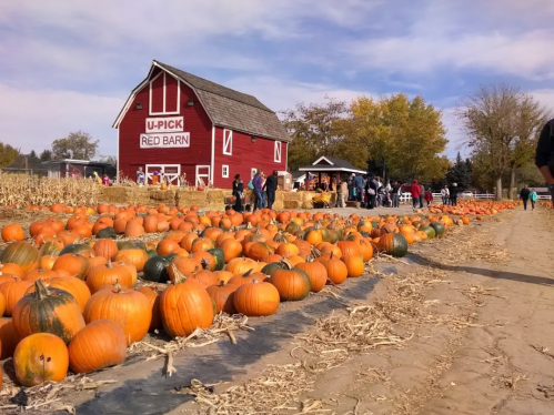 A vibrant pumpkin patch with a red barn in the background, people picking pumpkins under a clear blue sky.