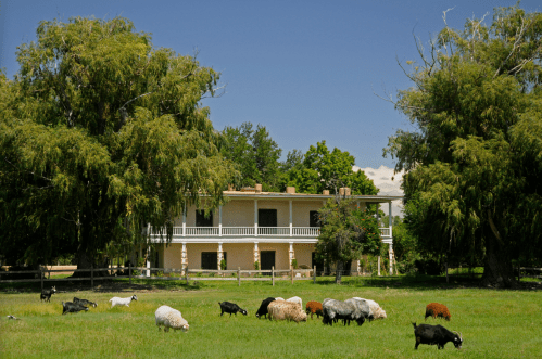 A lush green field with sheep grazing in front of a two-story house surrounded by large trees under a clear blue sky.