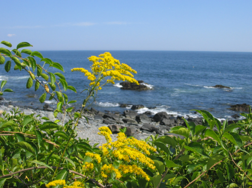 A vibrant yellow flower blooms near rocky shores, with a calm blue ocean and clear sky in the background.