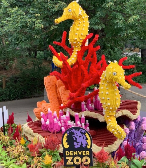 Colorful LEGO seahorses surrounded by coral, displayed at the Denver Zoo with a sign in front.