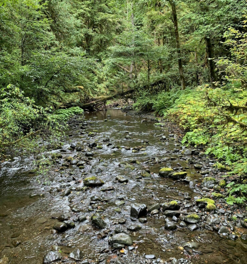 A serene forest stream flows over smooth stones, surrounded by lush green trees and foliage.