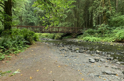 A wooden bridge spans a rocky creek, surrounded by lush green trees and foliage in a serene forest setting.