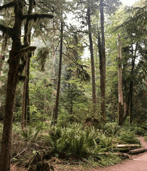 A lush forest scene with tall trees, ferns, and a winding path, surrounded by greenery and soft light.