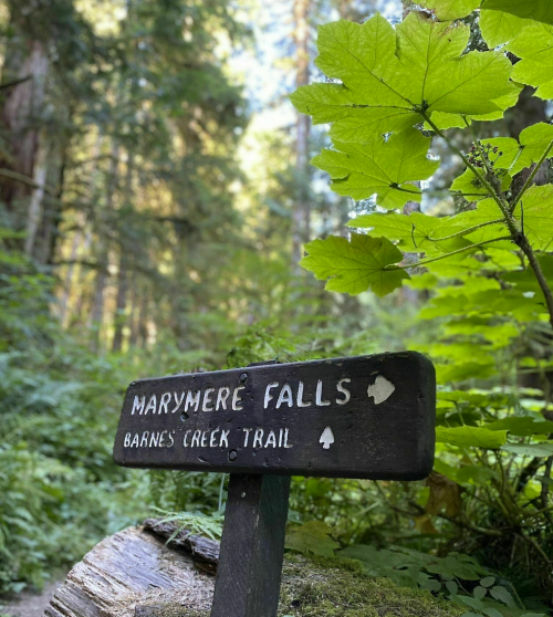 Sign for Marymere Falls on Barnes Creek Trail, surrounded by lush greenery and tall trees.