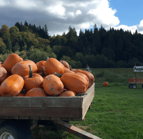 A wooden cart filled with bright orange pumpkins in a field, surrounded by trees and a cloudy sky.